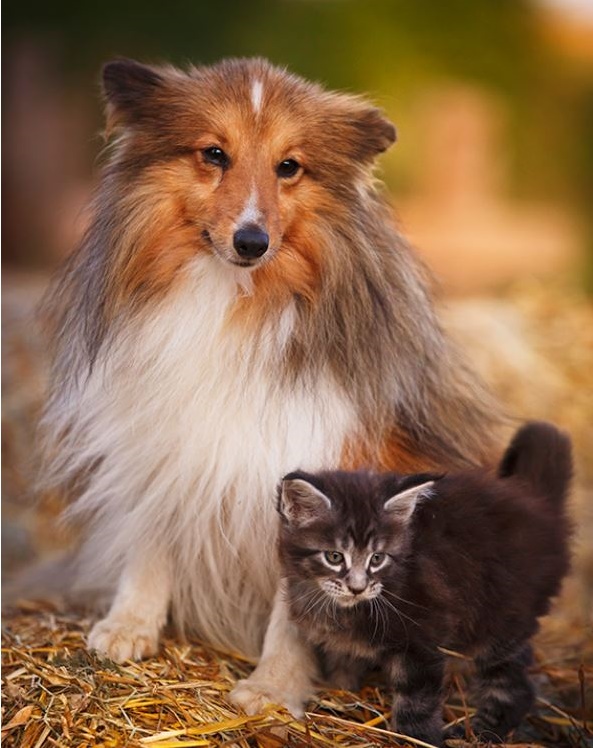 perro y gato, portada gua interactiva fediaf sobre etiquetado 2020