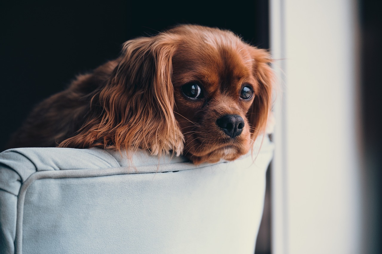 perro sofa