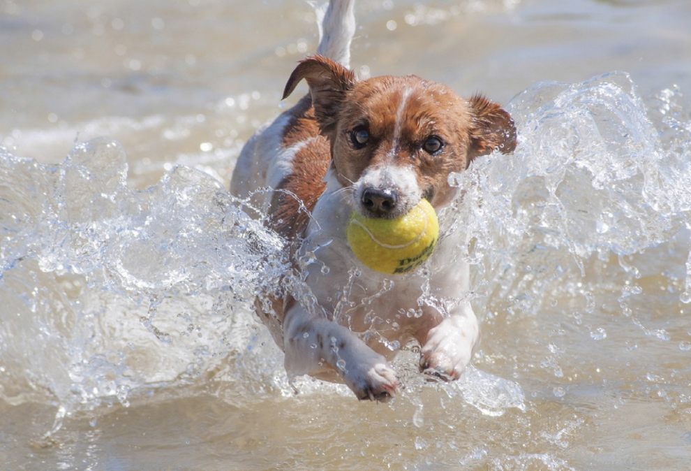 perrito en agua jugando